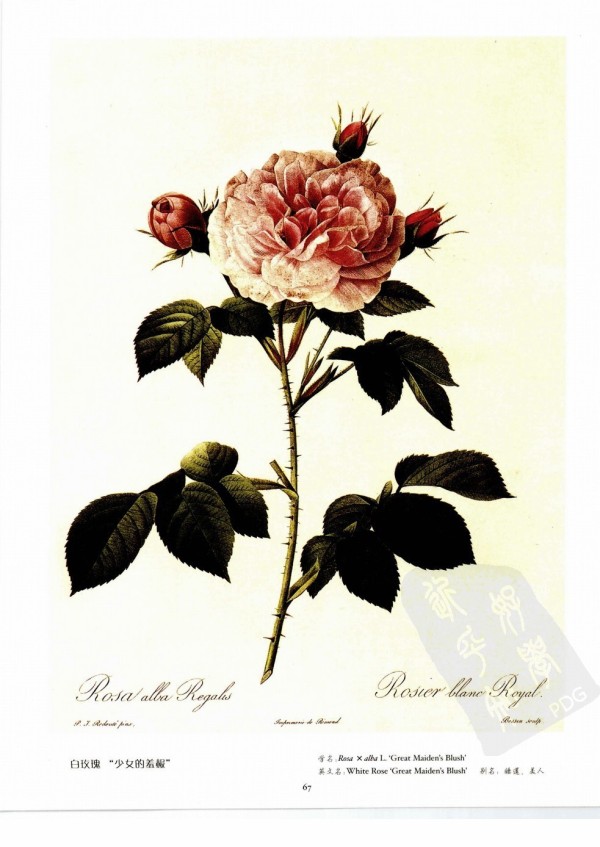 白玫瑰少女的羞赧 White Rose Great …-堆糖
