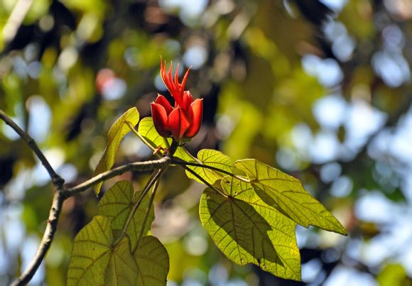猴爪树(恶魔之手)chiranthodendron pentadactylon,锦葵科爪花树属.