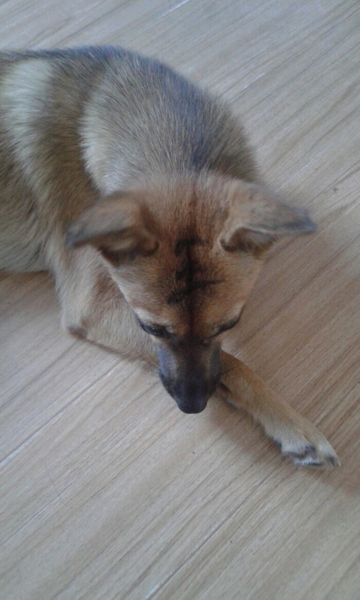 土狗3号!