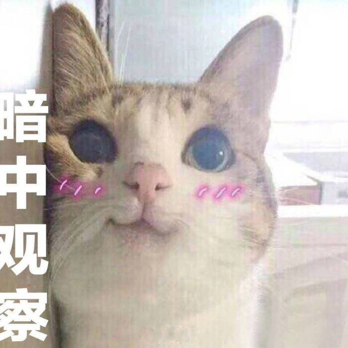 猫咪图片喵喵喵-堆糖,美好生活研究所表情表情包浪收心不再图片