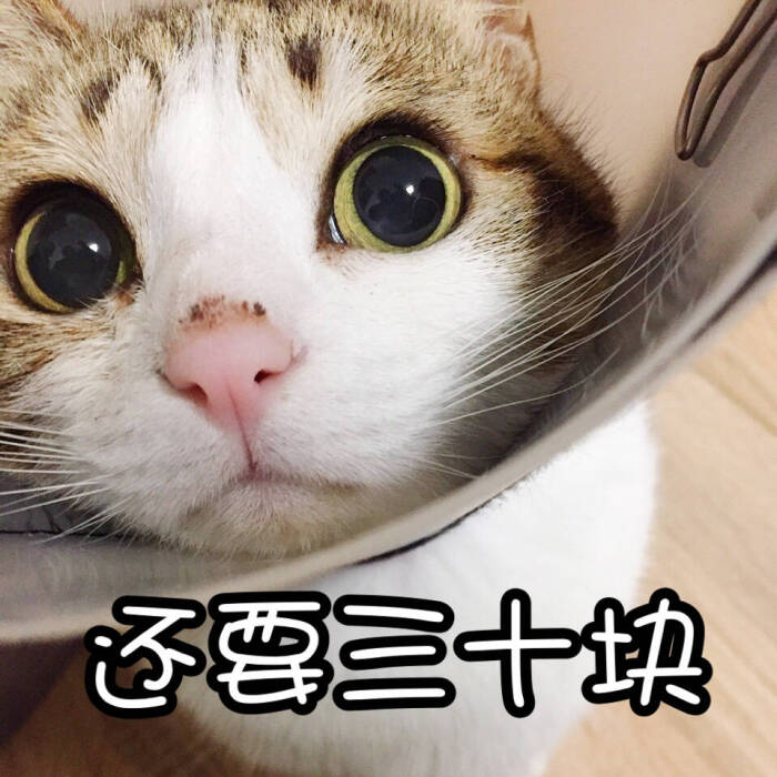 表情猫咪喵喵喵-堆糖,美好生活研究所笑的的偷偷搞笑图片图片