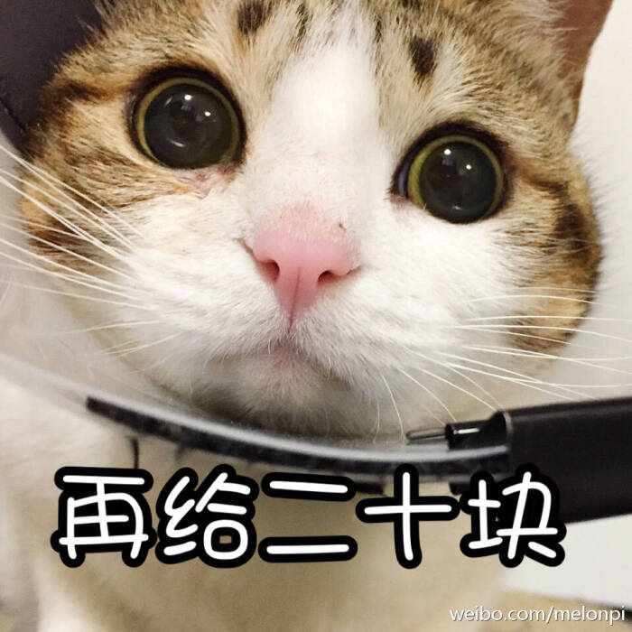 猫咪网络喵喵喵-堆糖,美好生活研究所表情包剧袭表情逆图片