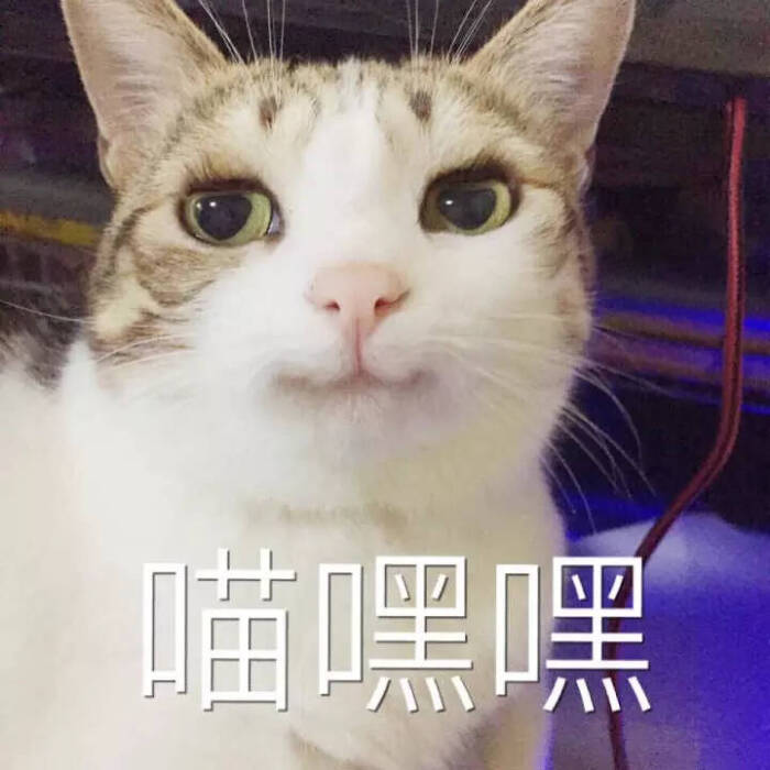 萌宠猫咪可爱卖萌表情()-堆糖,美好生活研微信吻你图片图片大全表情图片