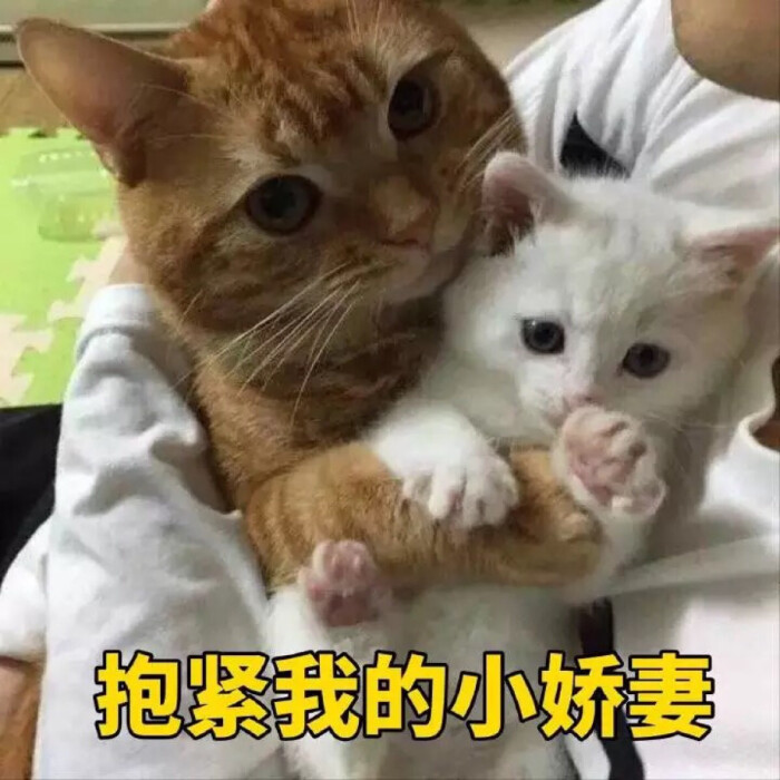 表情圈票圈朋友泡面图表情包微信吃微博配图不定期v表情-堆糖图片