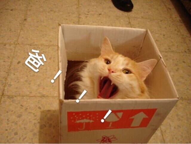 喊爸系列表情斗图搞怪搞笑猫表情截图转喵的表情包喵亲图图片