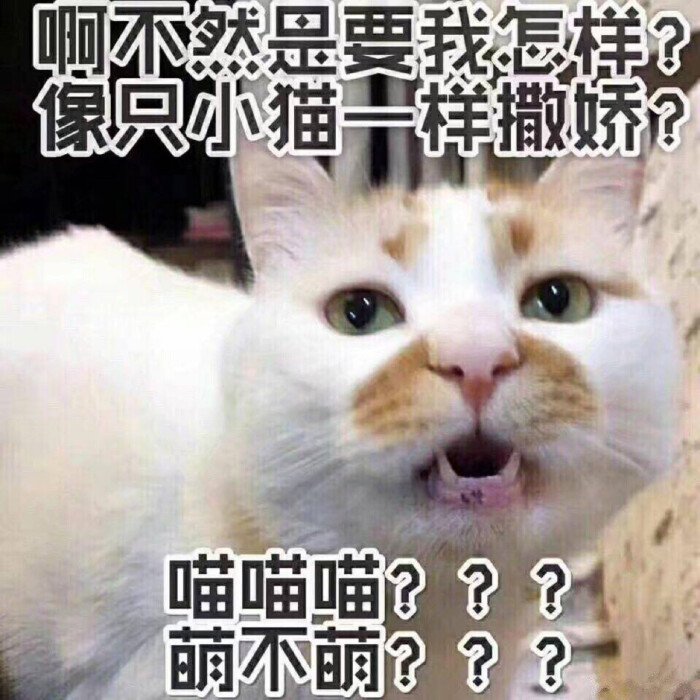 大腿表情.日常v大腿.我表情猫咪的搬运工萝抱住莉只是包网络富图片