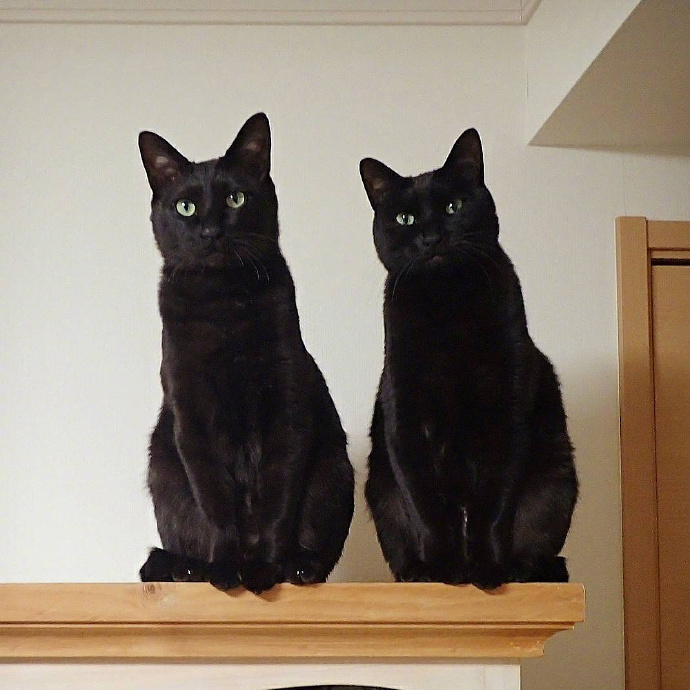 两只神同步的黑猫.