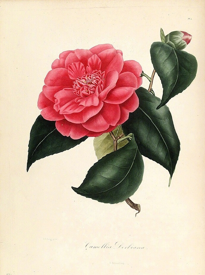 camellia · 山茶花