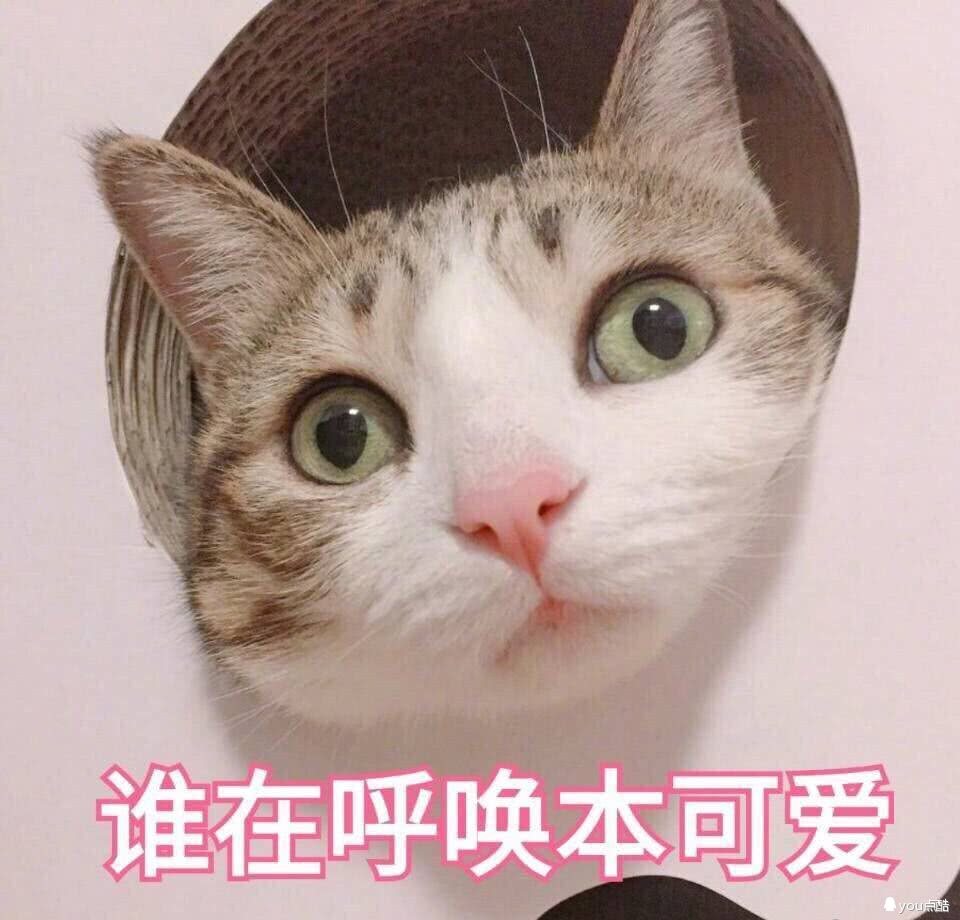 猫咪表情包 猪猪表情包 可爱 小仙女