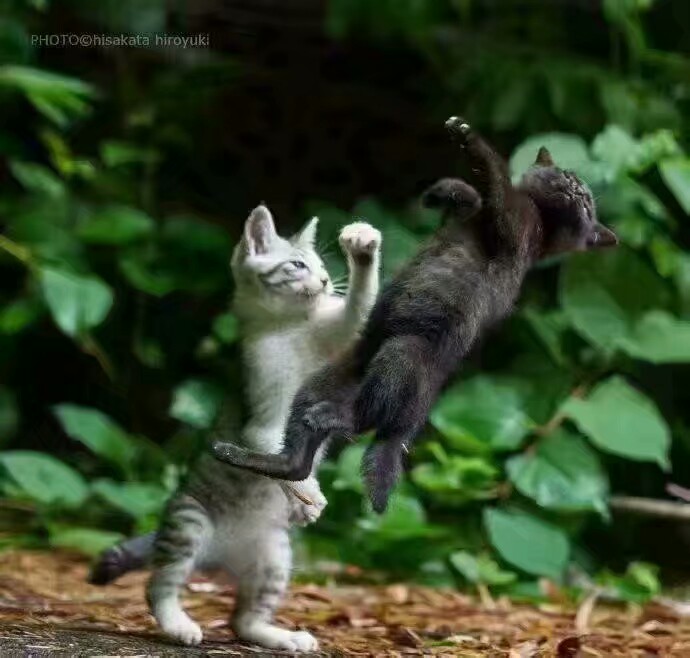 猫咪表情包