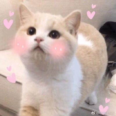 猫咪表情包