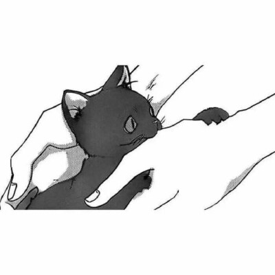 【情侣头像】黑猫白猫