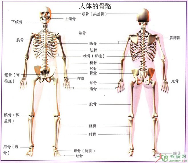人体单骨和双骨图片图片