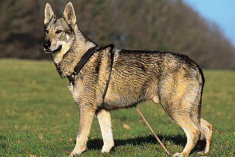 捷克狼犬也称为捷克斯洛伐克威勒科犬,出现…