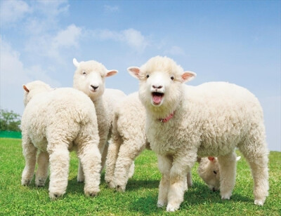 看,撒娇的小羊羔,静静的小鸭子,歪脑袋的小牛犊……小动物们正在绿草