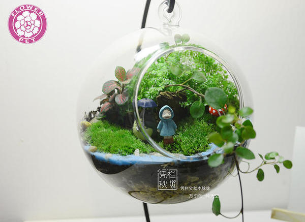 微景觀苔蘚微景觀 苔蘚微觀diy 生態瓶… 去看看