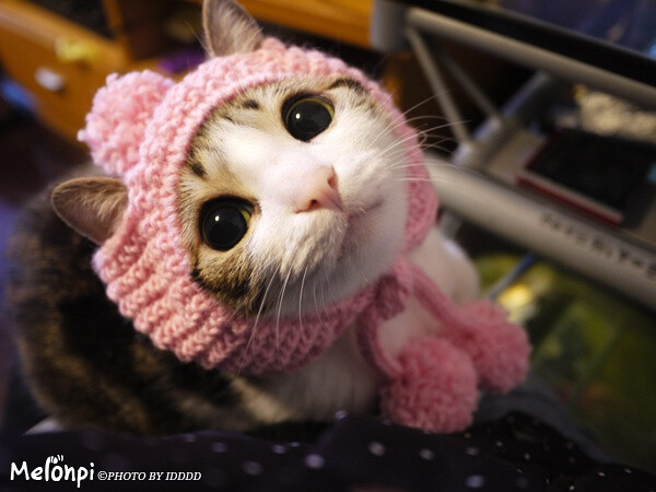 瓜皮@瓜皮的ID酱。中华田园猫,之前是一只…