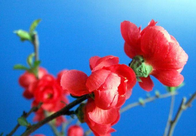 日本海棠的花语:热情,平凡,早熟,光辉 …-堆糖,美