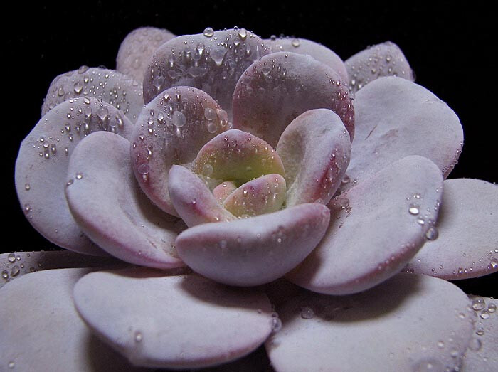 綠化養護,石蓮花