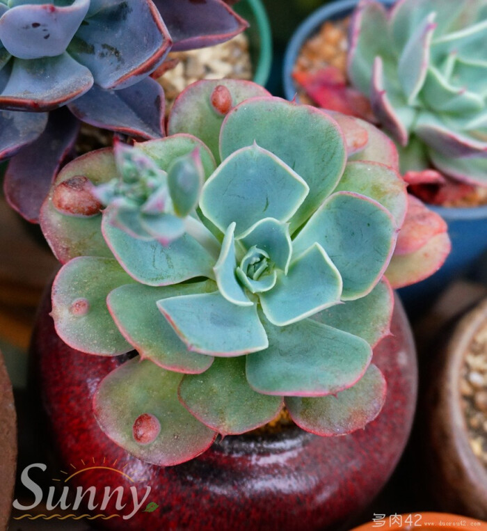 中文名:雨滴 英文名:Echeveria 'Raindrop…-堆糖