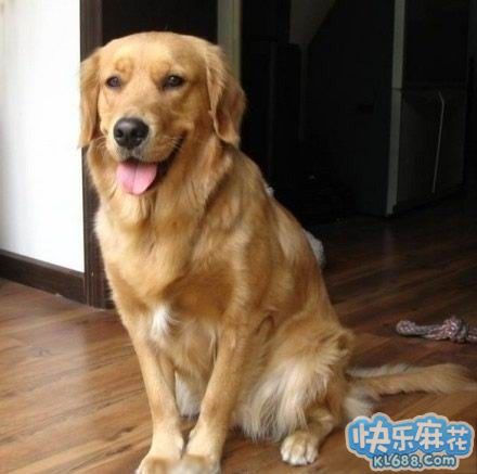 憋了尿,急急忙忙跑回家,我家的金毛瞬间窜出…