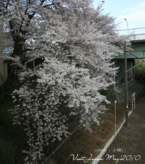 北海道丨hokkaido 小樽. 轻轨 堆景色. 北…-堆糖