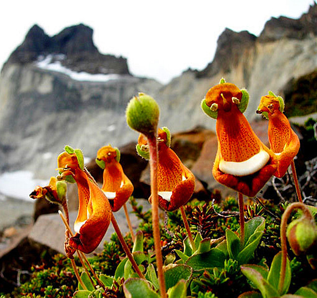 造型独特的布袋兰"欢乐的外星人,学名calceolaria uniflora.