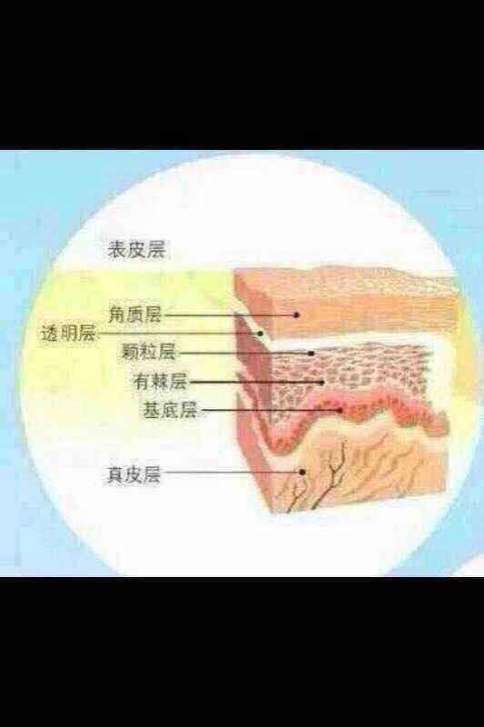 【韩束◎护肤小课堂】皮肤的营养是靠毛孔渗透吸收,再通过微小循环来