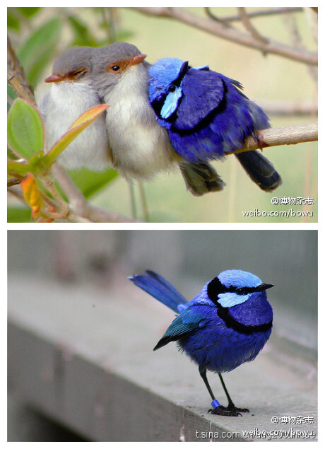 splendidus)是澳洲的小鸟,雌性是灰色(左边两只),雄性是蓝色