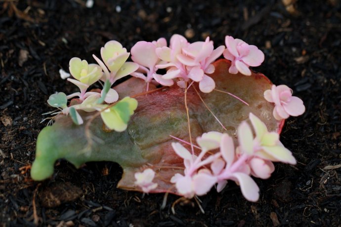 玉吊钟(蝴蝶之舞/变叶景天)kalanchoe fedtschenkoi'rosy dawn'