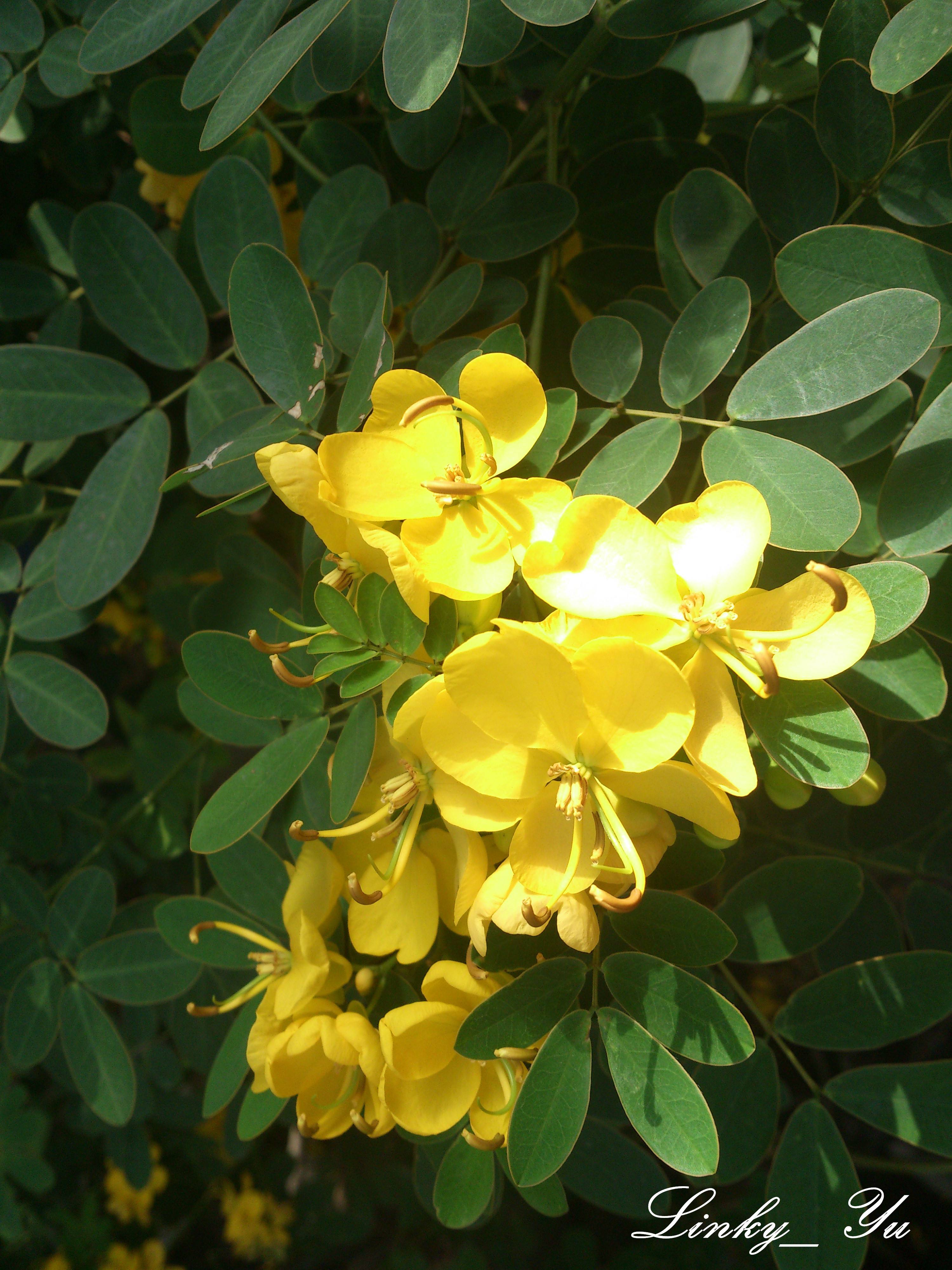 黄槐(粉叶决明 cassia surattensis 豆科 小乔木,高5-7米.