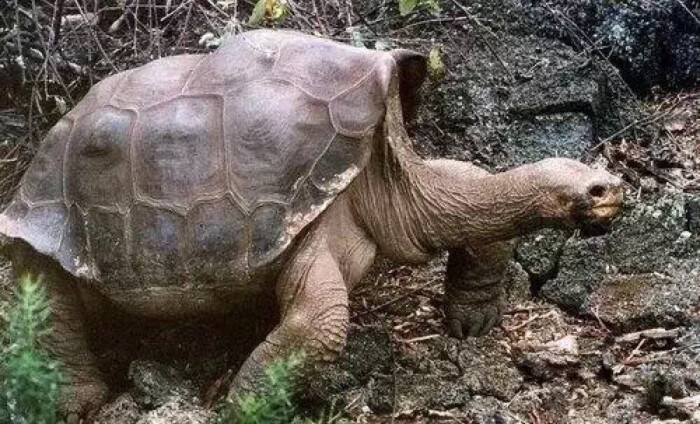 加拉帕戈象龟:灭绝 这是最后一只,已过世…-堆