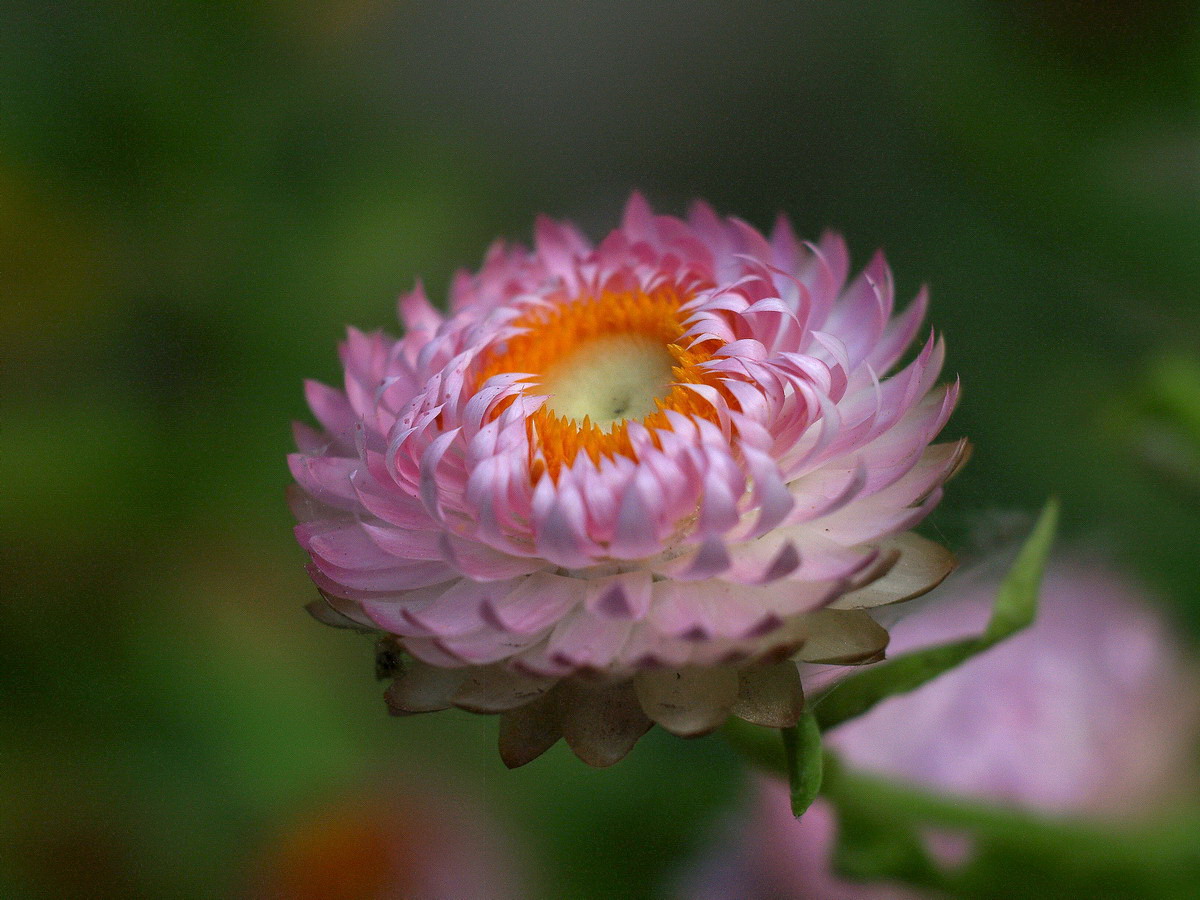 麦秆菊 