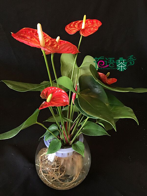 水培红掌 红掌的花语:大展宏图、热情、热…-堆