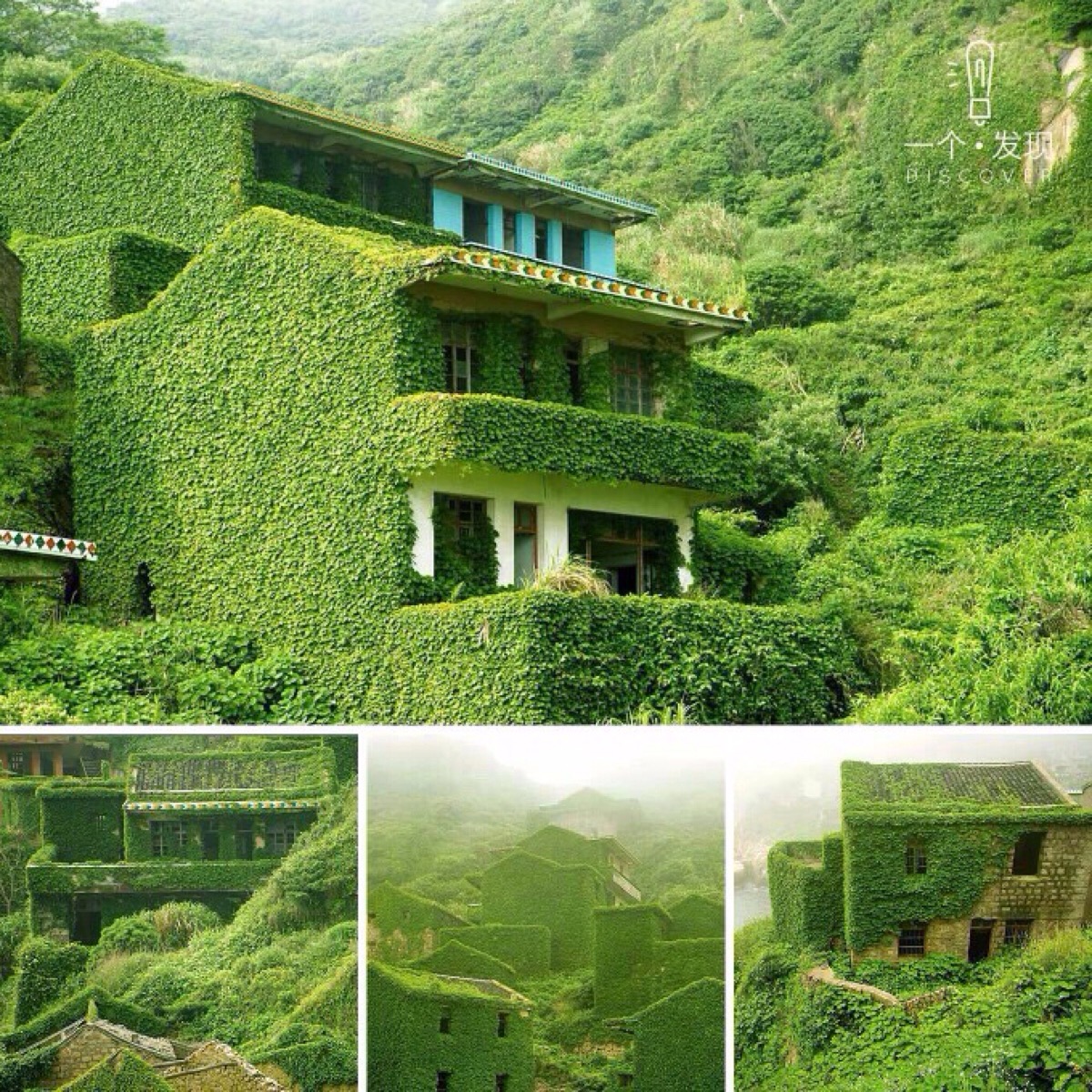 绿房子 