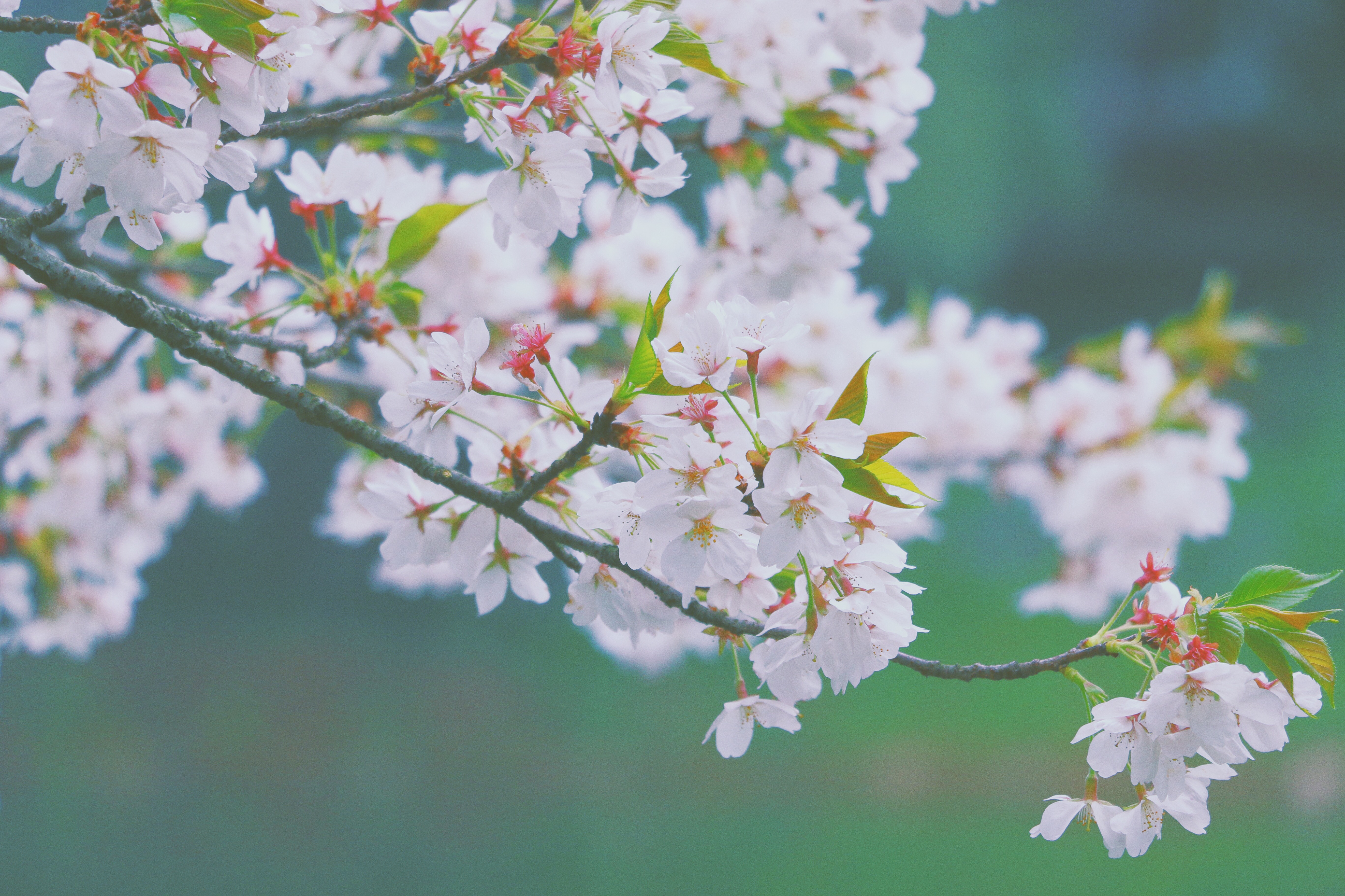 櫻花