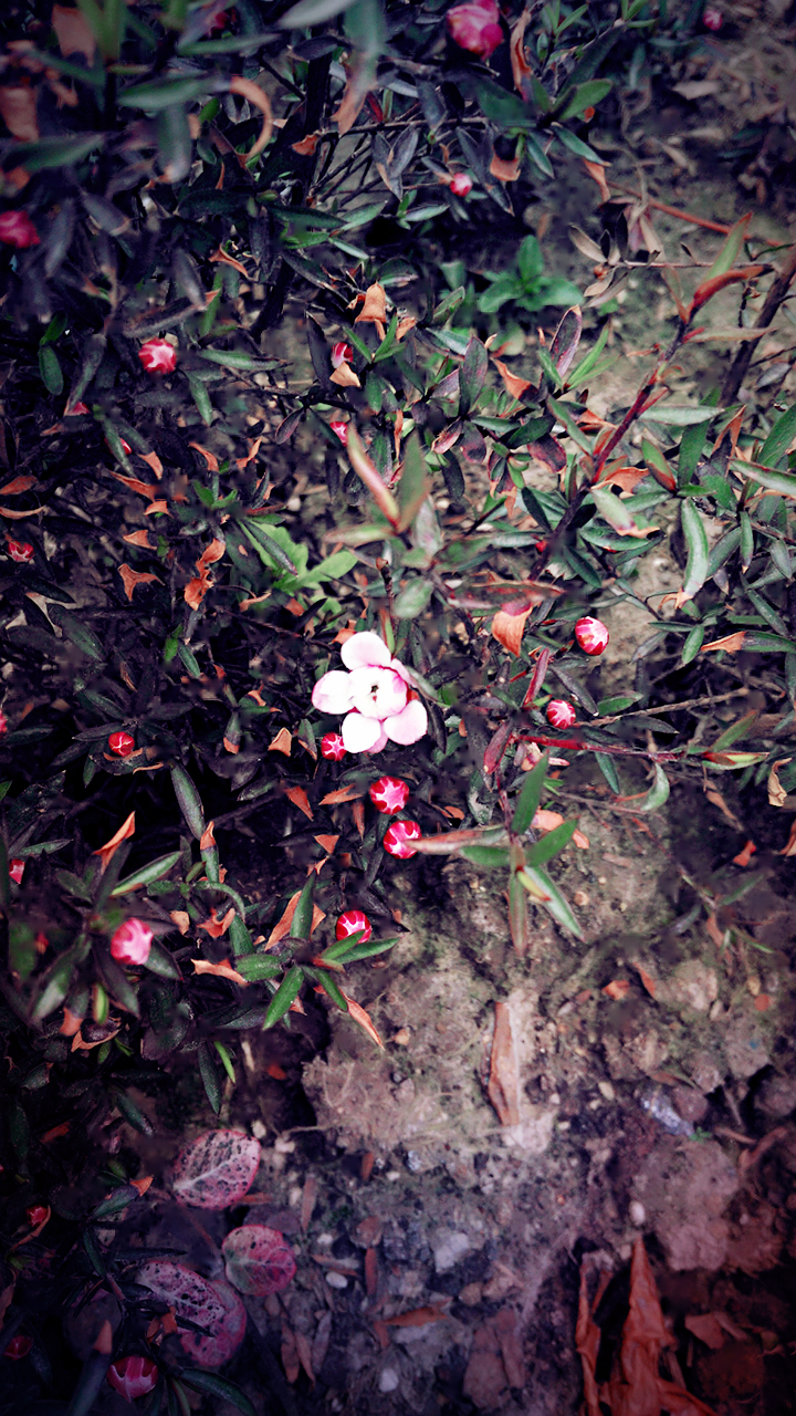 陌上花開(背景,壁紙)