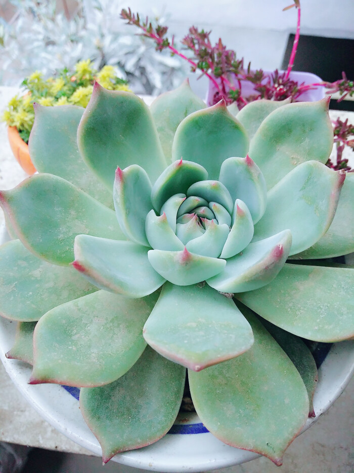 吉娃娃虽然没包起来,也是心头肉哦!-堆糖,美好