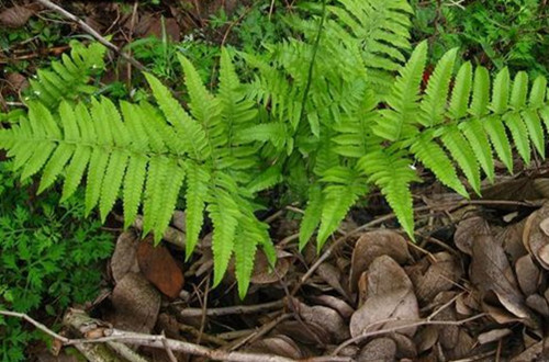 羊齿蕨