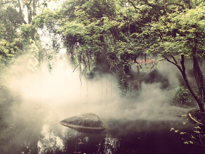 雨林的模拟雾气 难得在于可以拍出雾气缭绕…