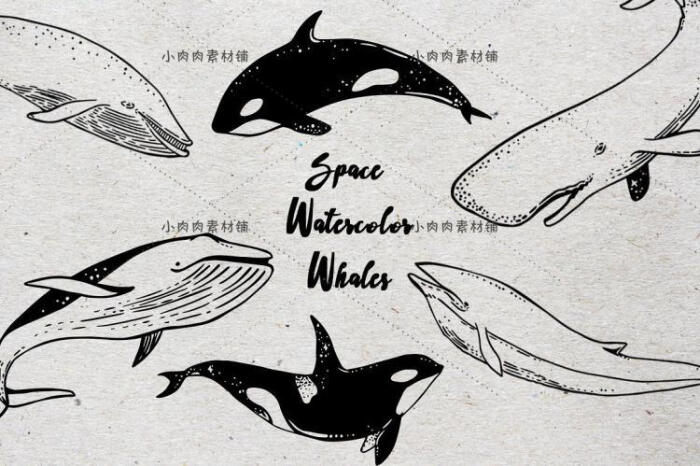 唯美卡通彩色海洋海豚鲸鱼背景AI矢量图源文…