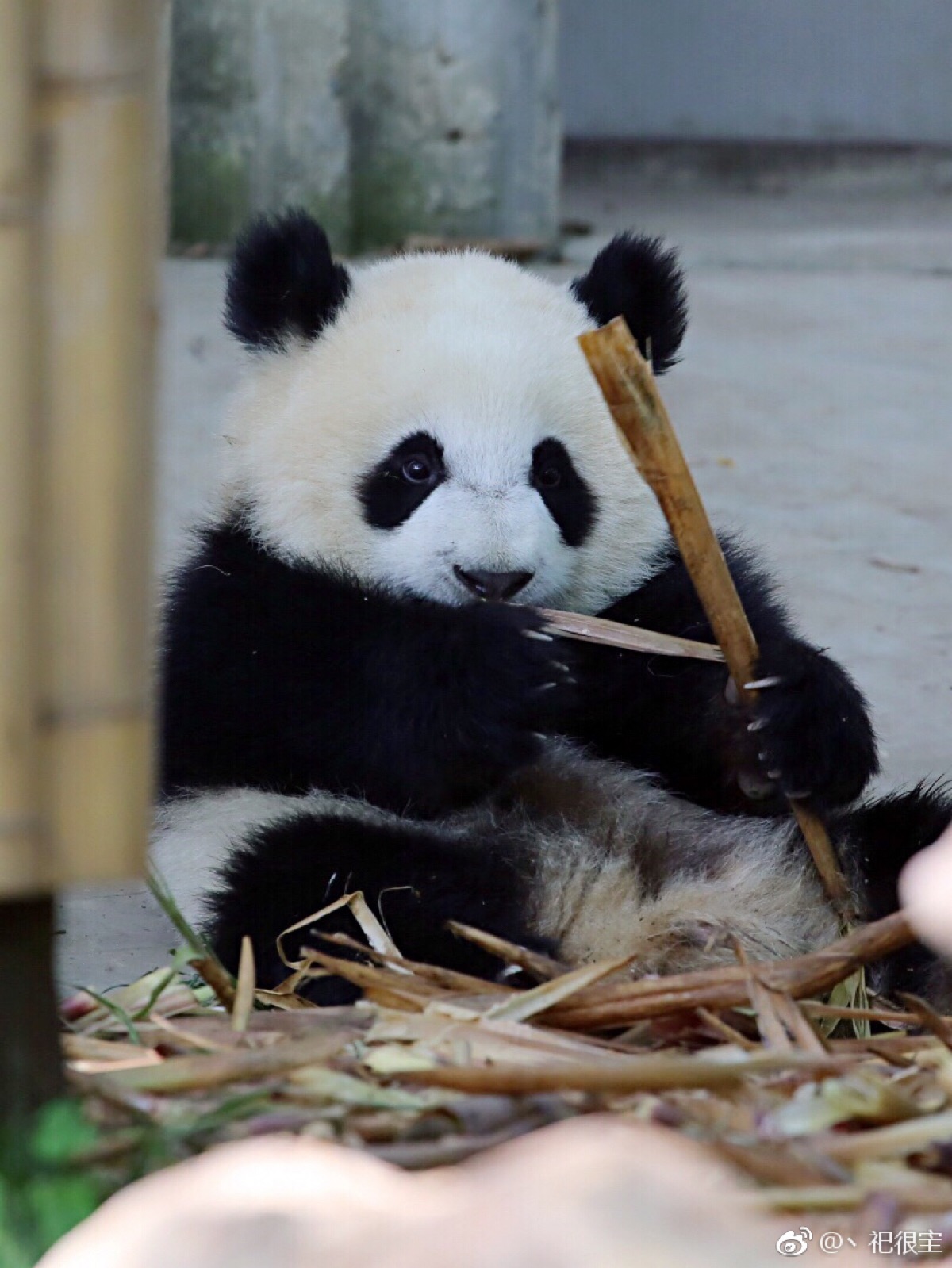 winnie_c  2017年7月4日 3:02   关注  大熊猫 熊猫家族 评论 收藏