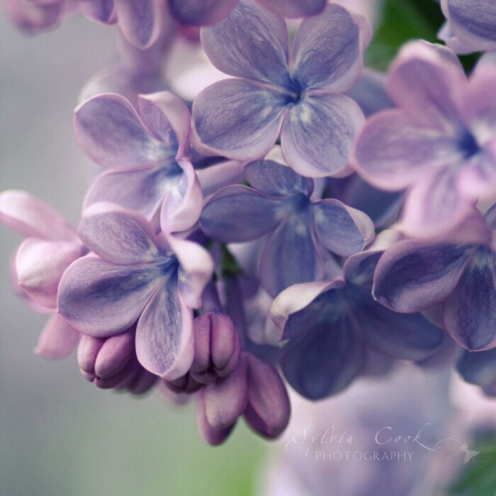 は蛋|丁香花|又称天国之花.