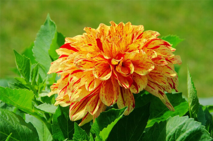 大丽花(dahlia pinnata cav.