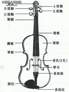 中提琴构造图片