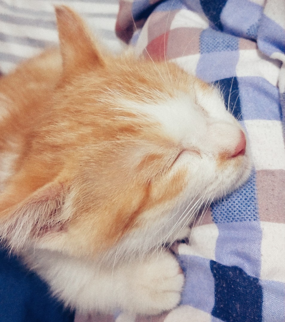 睡着的你最乖了