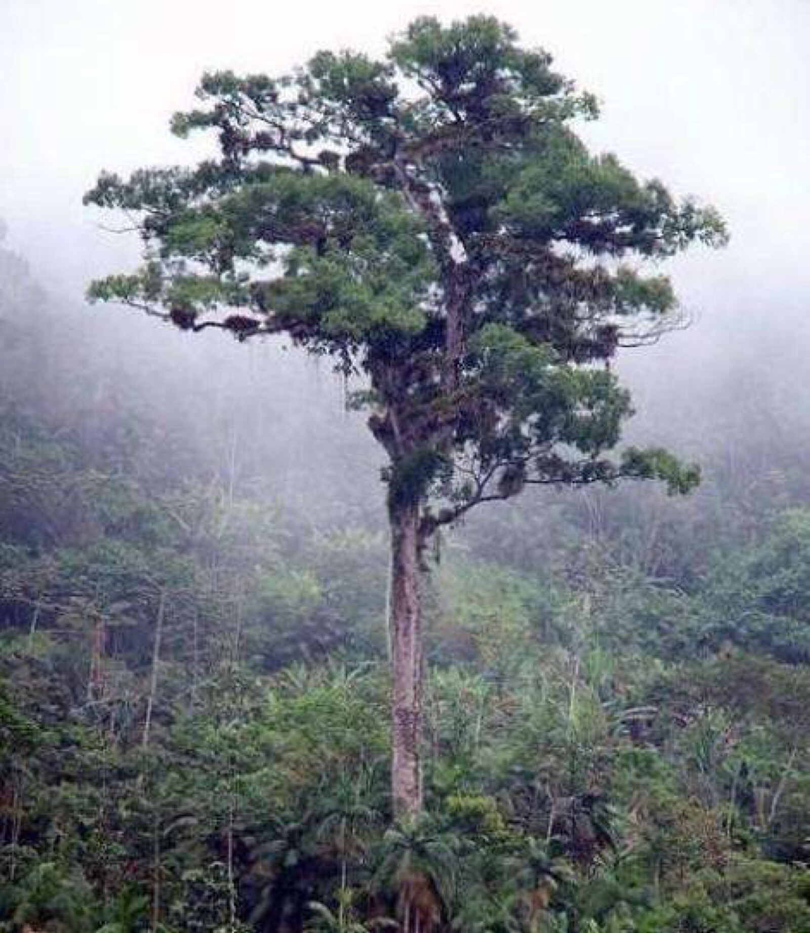 帕特里亚卡弗洛雷斯塔树,位于南美洲的巴西,生长着一棵巴西最古老的非