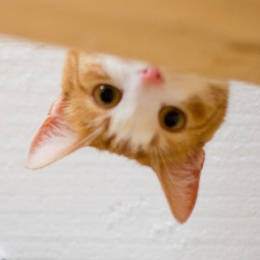 来源微博 猫咪情侣头像