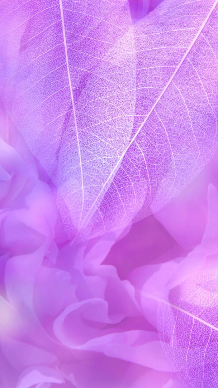 紫色壁纸