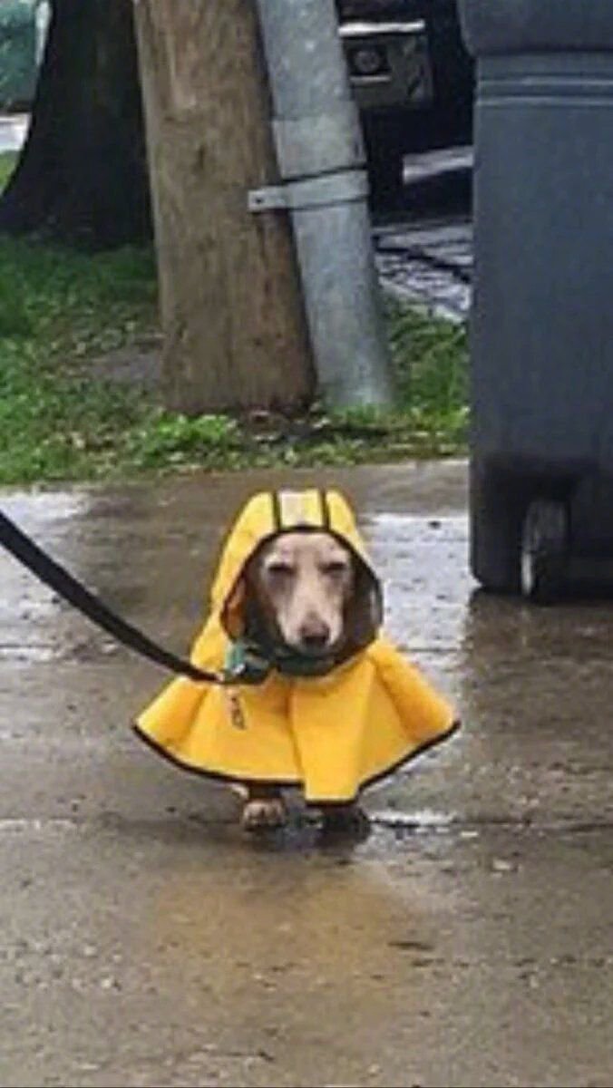 狗子内心os:为了穿父子装,下雨还拉我出来,好烦!